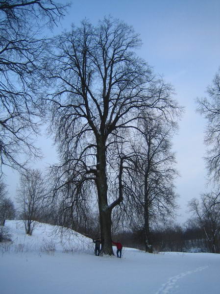 Зимний парк в Васильково
